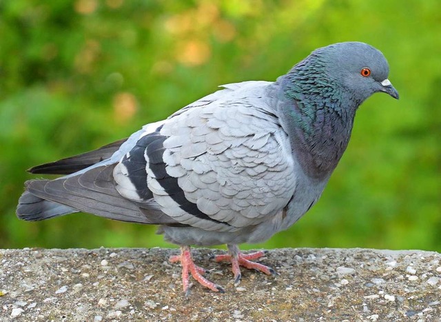 Die Tauben im Nachbarstdtchen sollen ...t und die Population reguliert werden.  | Foto: Wiki-Commons