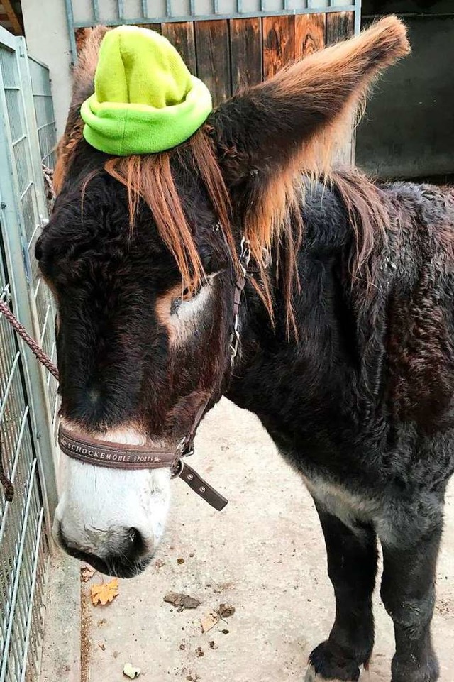 Mit Mtze: Poitou-Esel Babalou vom Mundenhof.  | Foto: Stadt Freiburg