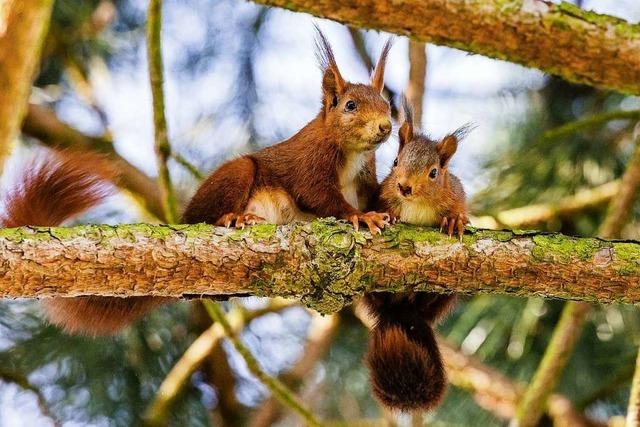 In Umkirch gibt es Eichhrnchen-Babys