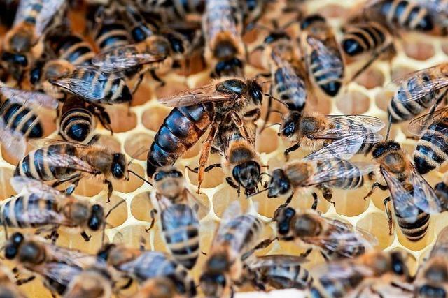 Begattete Bienenkniginnen des Imkervereins Kandertal gestohlen