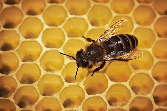 Erst am vergangenen Wochenende wurden ...ndertal Bienen gestohlen (Symbolfoto).  | Foto: Fredrik von Erichsen