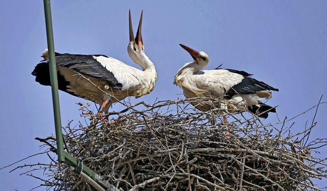   | Foto: Wolfgang Hoffmann