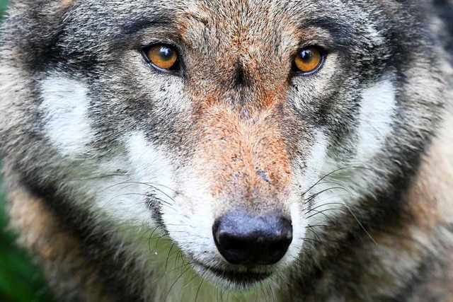 Wie werden wir mit dem Wolf  leben?  | Foto: Carsten Rehder (dpa)