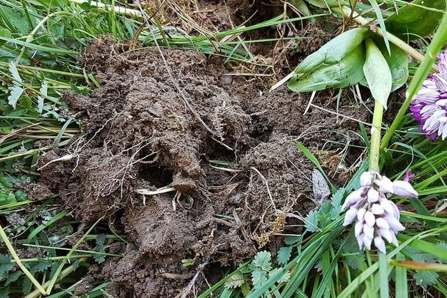 Mensch oder Wildschwein? Ein Jahr nach dem Orchideen-Klau