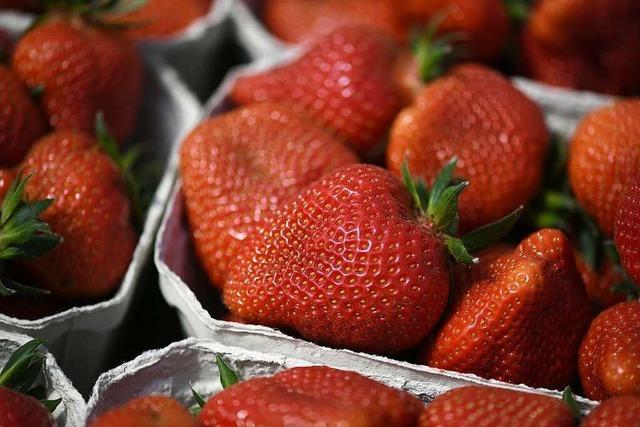 Erdbeeren sind ein Superfood zum Wegnaschen