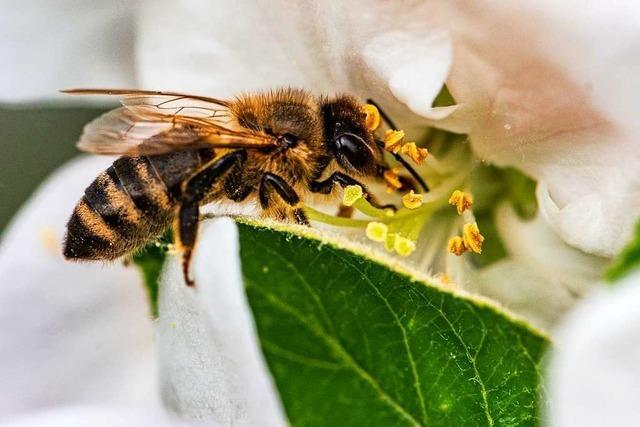 Warum summen Bienen?