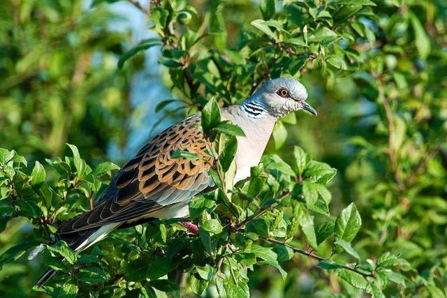 Die Turteltaube steht auf der Liste der bedrohten Vogelarten