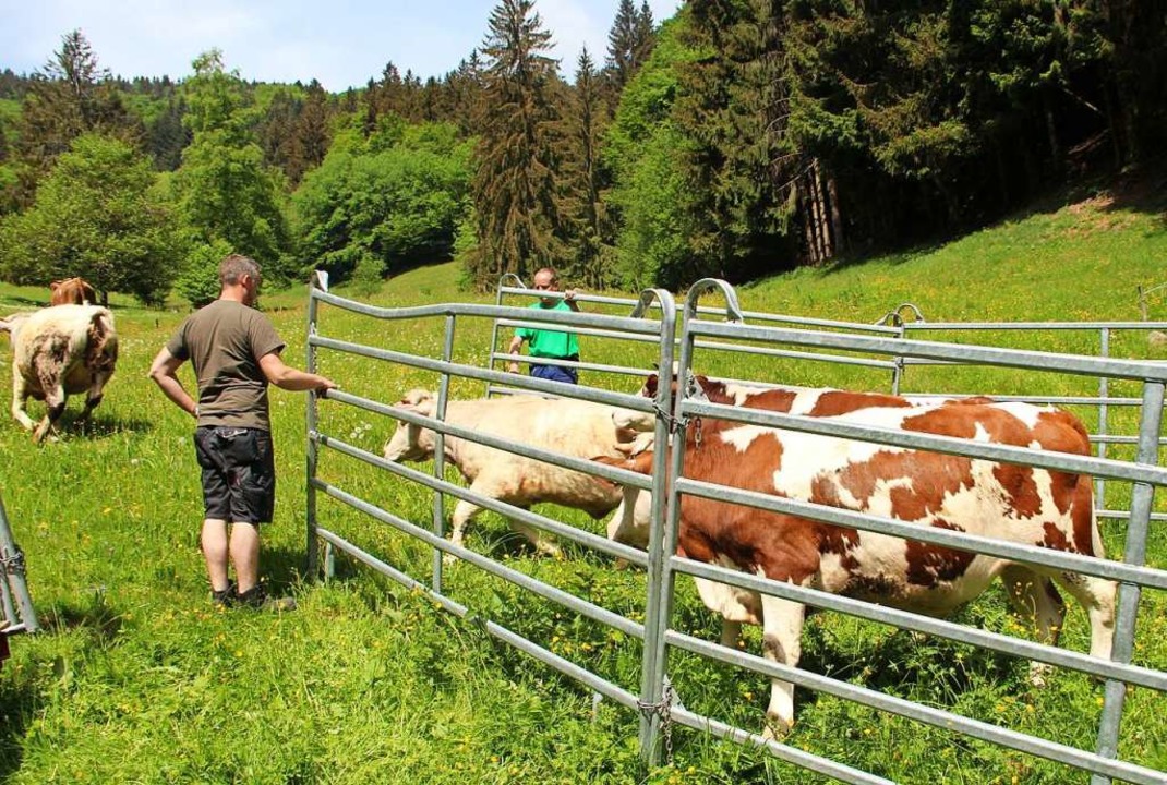 So saftig grne Weiden wie in Vorjahre...den Weideauftrieb im Oberen Kandertal.  | Foto: Rolf-Dieter Kanmacher