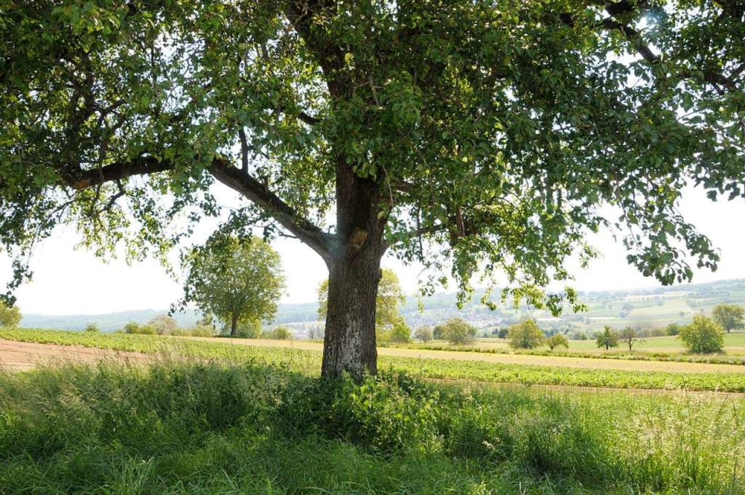 Innerhalb von 50 Jahren sind in Binzen...ten - wie diesen Birnbaum am Feldrand.  | Foto: Regine Ounas-Krusel