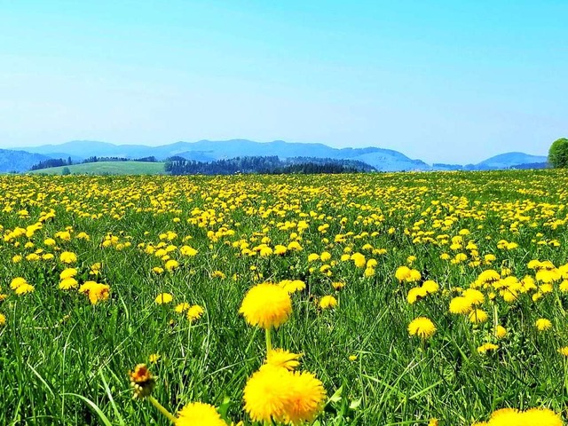 Löwenzahn blüht auf einer Wiese auf de...tion Ettenheimmünster Wetterdaten auf. | Foto: Patrick Ohnemus Löwenzahn blüht auf einer Wiese auf de...tion Ettenheimmünster Wetterdaten auf. | Foto: Patrick Ohnemus