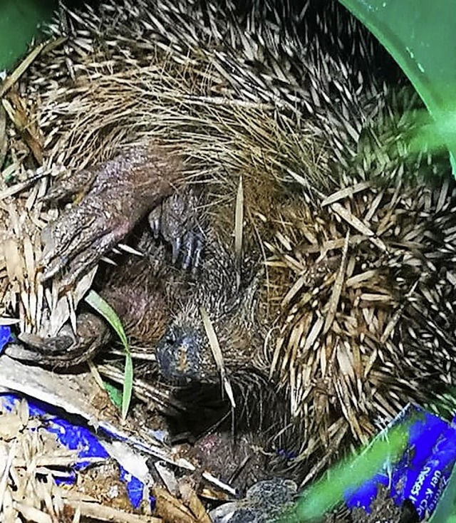Vllig verngstigt war der kleine Igel, der sich in einem Rohr verklemmt hatte.  | Foto: Feuerwehr Murg