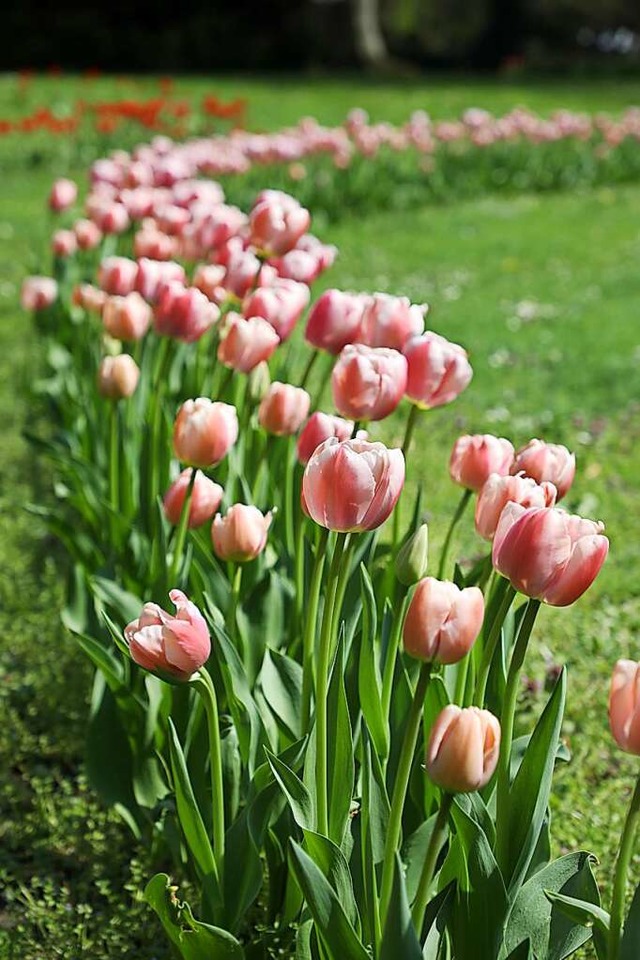 20000 Tulpen stiftet der Freundeskreis Lahrer Stadtpark jedes Jahr.  | Foto: Christoph Breithaupt