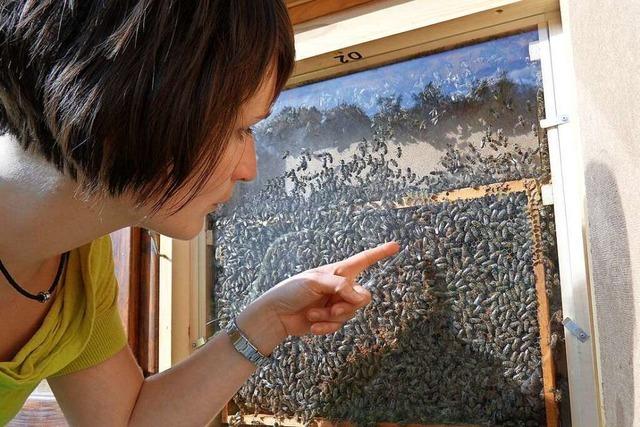 Auf dem Erlebnispfad im Schambachtal können Kinder Bienen bei der Arbeit beobachten