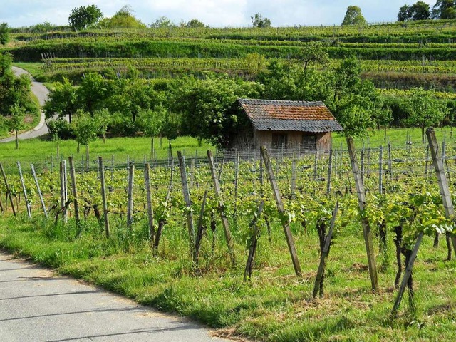 Einblick ins Bienenhotel und Ausblick ...gen bietet Wissenswertes am Wegesrand.  | Foto: Benjamin Bohn