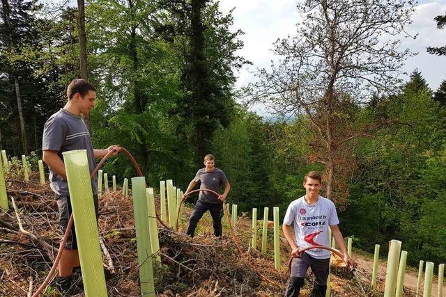 Wie drei junge Männer im Laufener Wald durch Gießen Bäume retteten