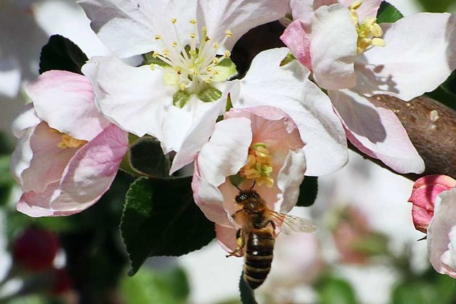 Schon sehr frh hat in diesem Jahr die...e eingesetzt. Zu frh fr die Bienen.   | Foto: Dorothe Kuhlmann
