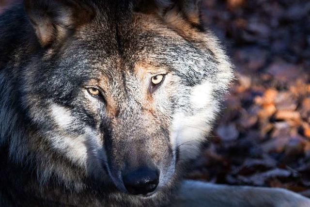 Zwei Wlfe in Sdbaden nachgewiesen – einer davon hat Ziegen gerissen