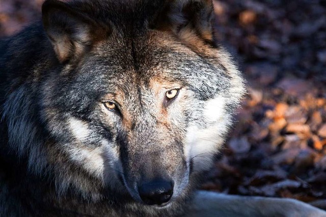 Canis lupus &#8211; so lautet der late...chwarzwald identifiziert (Symbolbild).  | Foto: Soeren Stache (dpa)