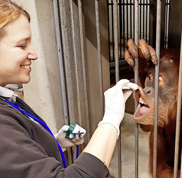 Dass der Orang-Utan so willig seine Z...st, hat er mit der Pflegerin eingebt.  | Foto: dpa
