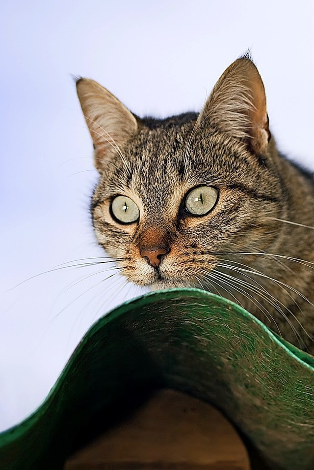 Katze mit berblick  | Foto: ramonespelt - stock.adobe.com