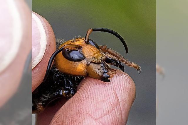 Riesenhornisse bedroht Bienen
