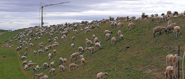 Rund 600 Schafe grasten friedlich auf ...chen  Landesgartenschaugelnde und A5.  | Foto: Marco Lok