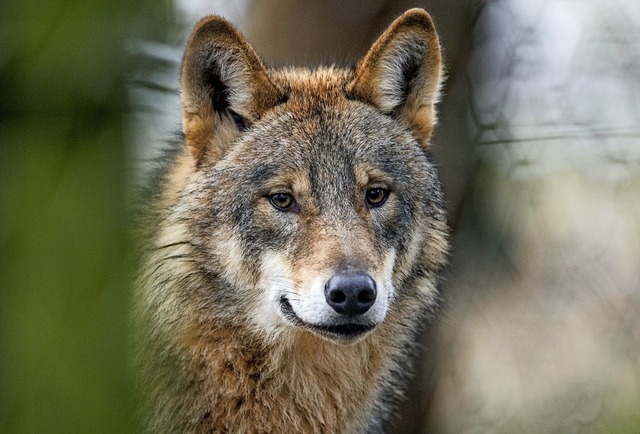 Ein Wolf war in Mnstertal unterwegs &...; dieser hier lebt in einem Wildpark.   | Foto: Bernd Thissen (dpa)