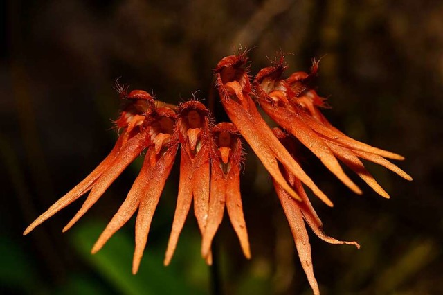 Bulbophyllum electrinum gehrt zur Gat...emplare streckten uns die Zungen raus.  | Foto: Otto Schnekenburger