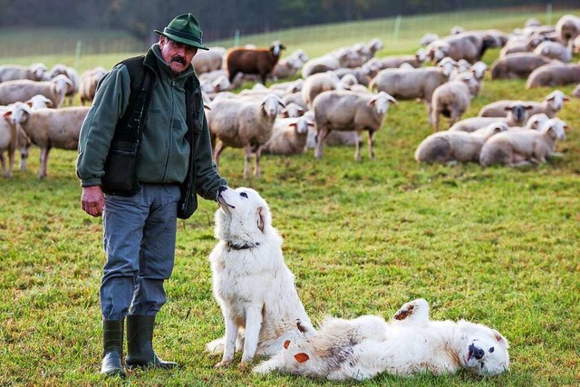 Auch Herdenschutzhunde (hier bei Schw...d als Schutz vor dem Wolf im Gesprch.  | Foto: Christoph Schmidt
