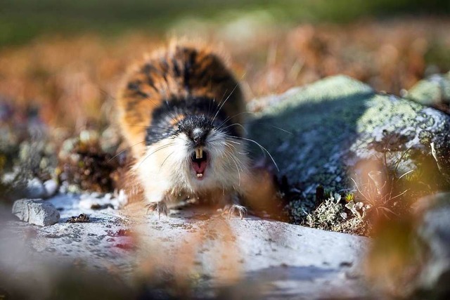 Zeigt dem Fotografen die Zhne: ein Lemming.  | Foto: Jon Anders Wiken