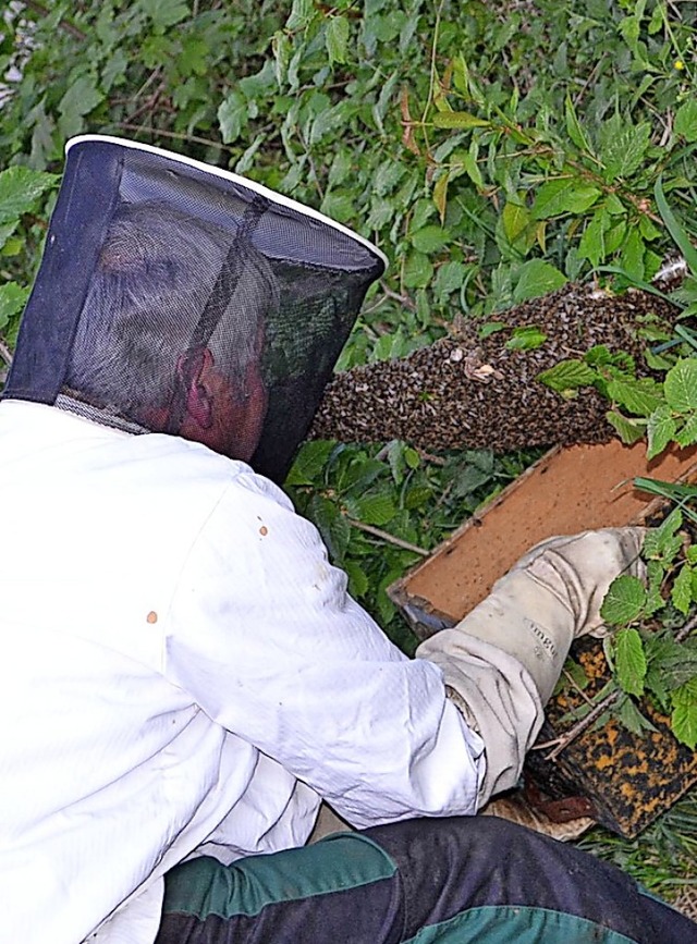 Willi Winterhalder schpft einen Schwarm Honigbienen am Simonswinkel.   | Foto: Liane Schilling