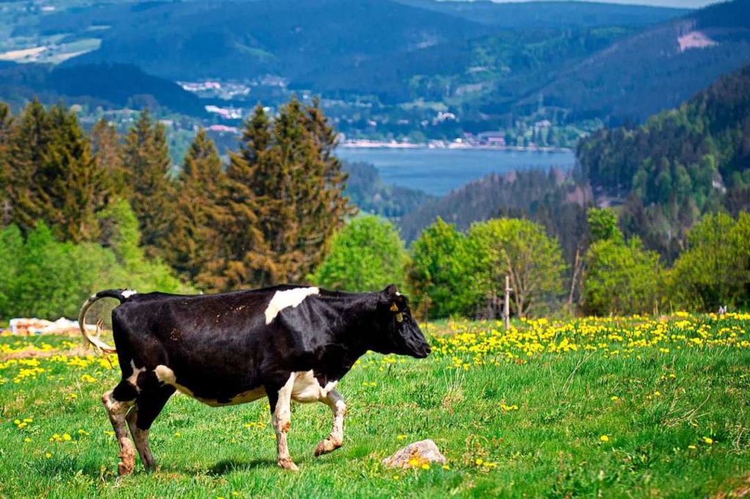 Weideauftrieb in Feldberg mit Blick auf den Titisee.   | Foto: Wolfgang Scheu