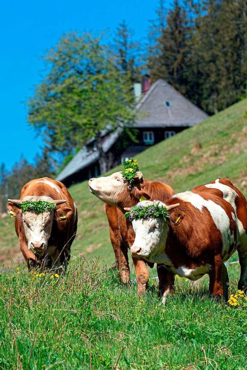 Das Vieh ist auf der Weide. Hinterwld...her auf der Sommerseite in Blasiwald.   | Foto: Wolfgang Scheu