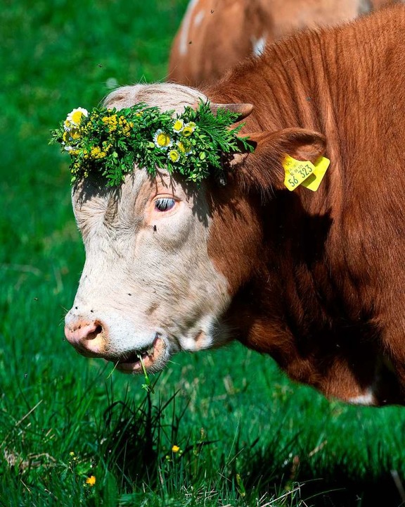 Das Vieh ist auf der Weide. Hinterwld...her auf der Sommerseite in Blasiwald.   | Foto: Wolfgang Scheu