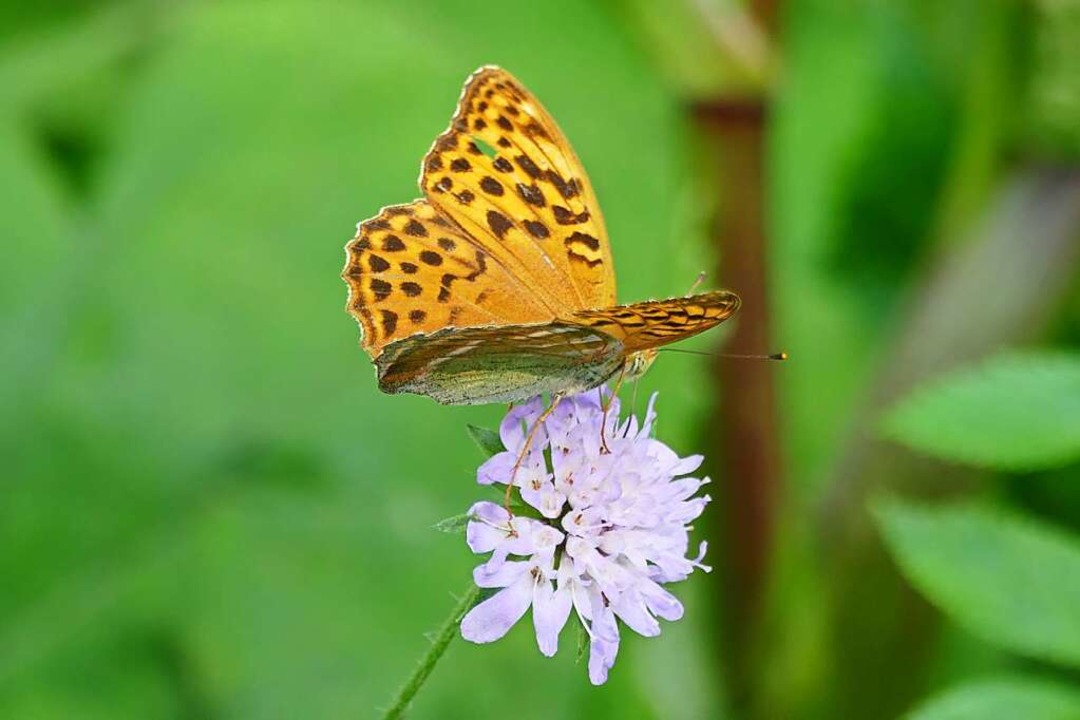 Memory am Wegrand: Schöne Schmetterlinge schauen.  | Foto: Silke Kohlmann