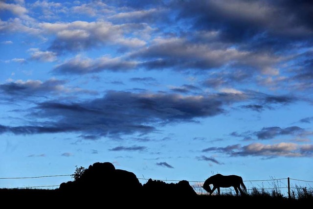 Fr manche Jugendliche wird das Pferd zum guten Freund.   | Foto: Karl-Josef Hildenbrand