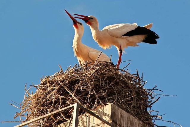 Auf einem ausgedienten Kamin in Merdin...en neuen Storchenmann ein Nest gebaut.  | Foto: Mario Schneberg