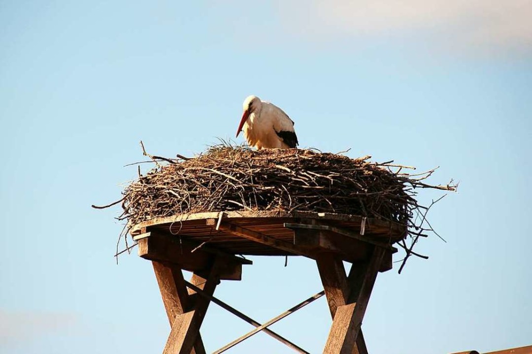 Der einfige Storchenmann, von seiner...mmnest auf der Merdinger Zehntscheune.  | Foto: Mario Schneberg