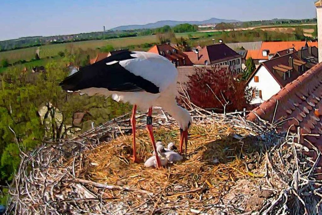 Storch mit Jungtieren im Nest auf der Kirche von Mengen.  | Foto: Gustav Bickel
