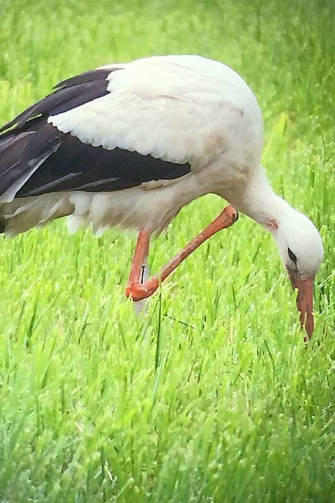 Nur noch ein gesundes Bein hat der jet...s er sich damit in einem Seil verfing.  | Foto: Mario Schneberg