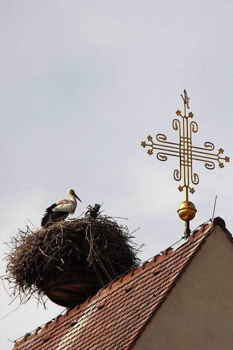 Auch das Storchennest auf dem Turmdach...schen Kirche in Btzingen ist bewohnt.  | Foto: Horst David