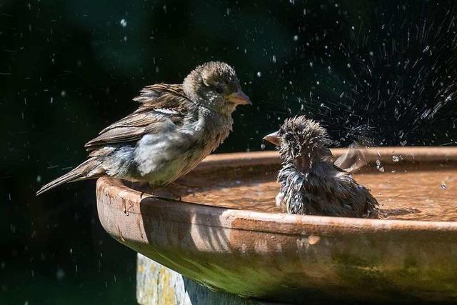 Fotos: So lebendig ist die Natur in Freiburgs Umgebung