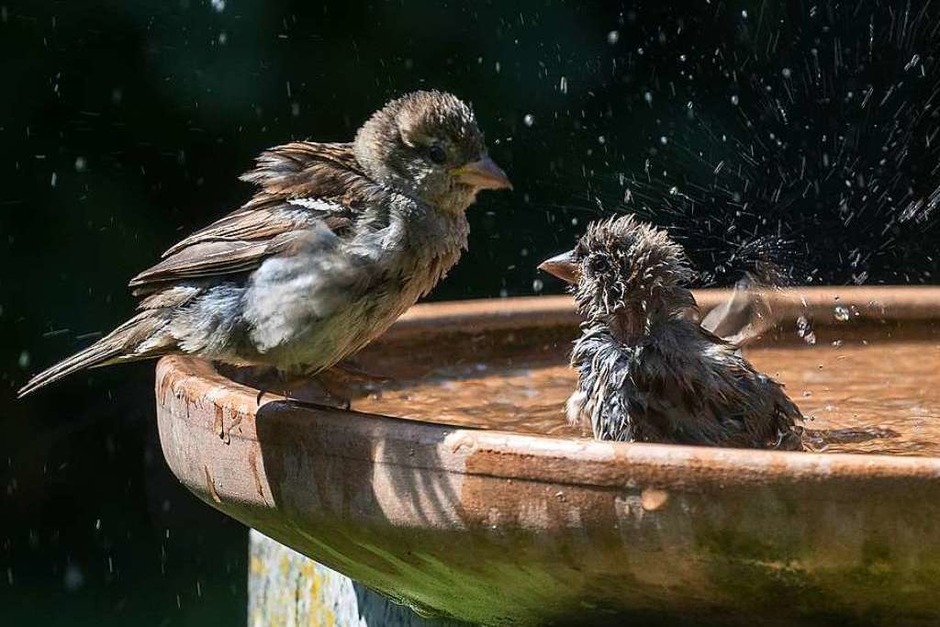 Das Freibad ist eröffnet – ohne Einschränkungen: Spatzen in Umkirch. (Foto: Ulrich Wendelstorf) Das Freibad ist eröffnet – ohne Einschränkungen: Spatzen in Umkirch. (Foto: Ulrich Wendelstorf)