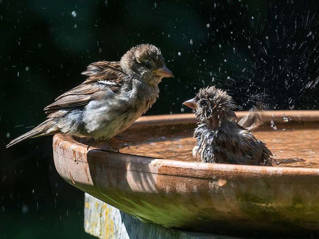 Das Freibad ist erffnet – ohne Einschrnkungen: Spatzen in Umkirch.