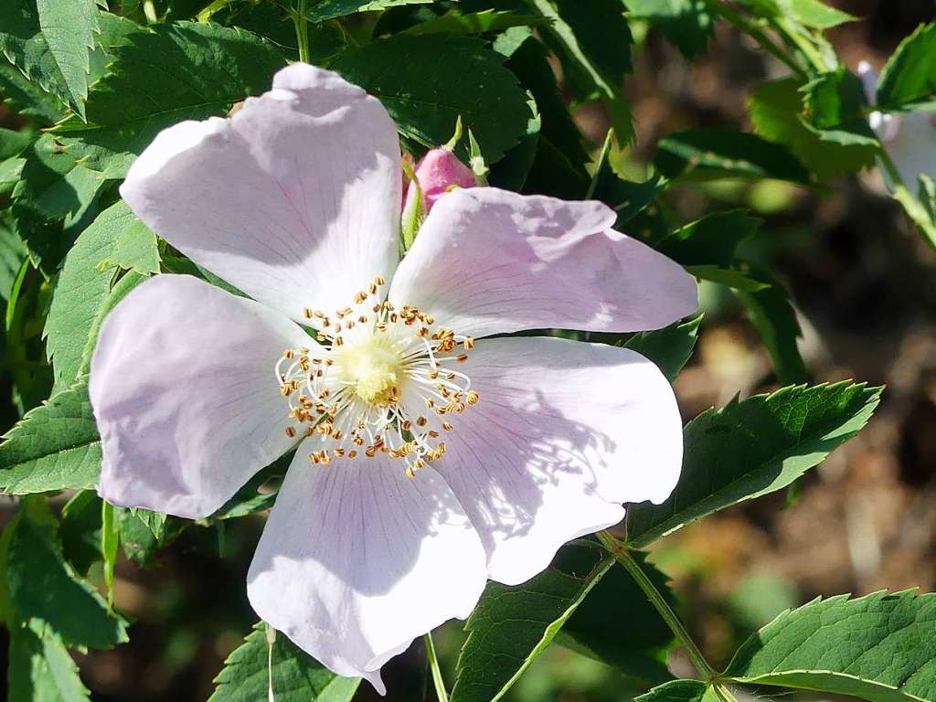 Zarte Rose am Ehrenstetter lberg.