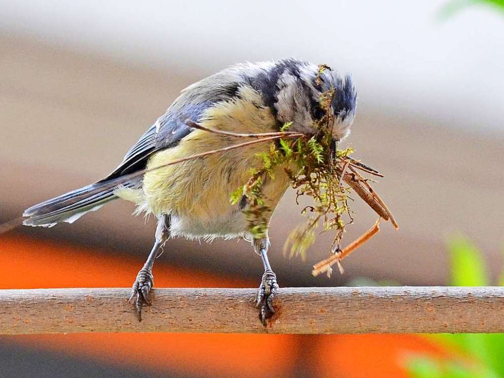 Baumaterial frs Nest transportiert diese Blaumeise in Gundelfingen  – wie sie damit wohl in den Nistkasten kommt?