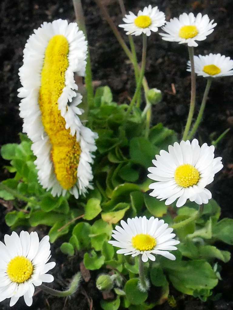 Das Gnseblmchen in Buchenbach scheint sich beim Ausbilden seiner Blte etwas vermessen zu haben.