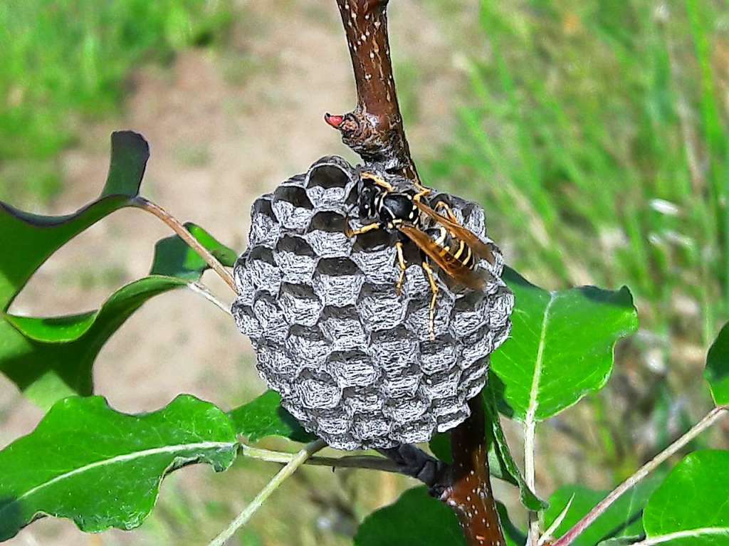 Auf Wohnungssuche scheint diese Wespe zu sein, die im Auer Wald heimisch ist.