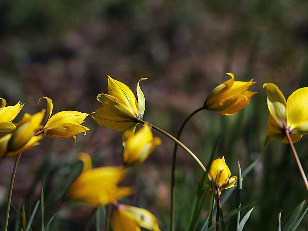 Vom Winde verweht: Wildblumen am Ebringer Sommerberg.