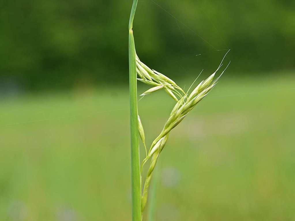 Gras-Kunst wchst in der March.